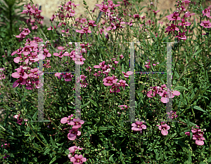 Picture of Diascia x 'Emma'