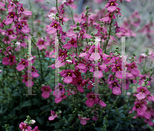 Picture of Diascia x 'Kate'