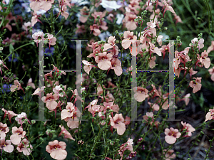 Picture of Diascia x 'Lady Valerie'