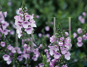 Picture of Diascia x 'Lilac Mist'