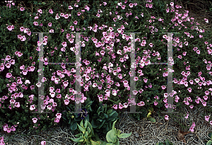 Picture of Diascia x 'Little Charmer'