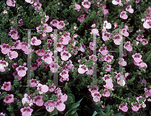 Picture of Diascia x 'Little Charmer'