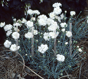 Picture of Dianthus  'Arctic Star'