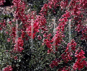 Picture of Diascia x 'Peach Cobbler'