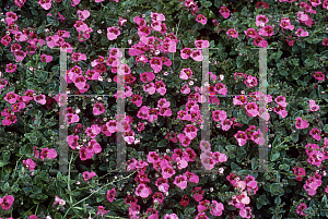 Picture of Diascia x 'Red Ace'