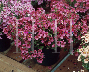 Picture of Diascia x 'Sun Chimes Red'