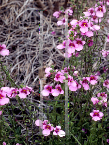 Picture of Diascia x 'Twinkle'