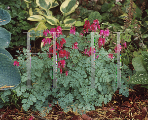 Picture of Dicentra  'King of Hearts'