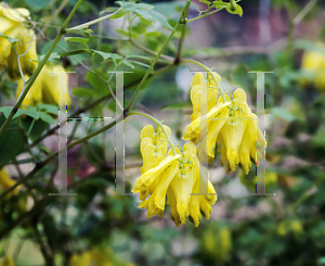 Picture of Dicentra scandens 'Athen's Yellow'