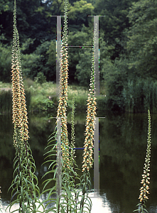 Picture of Digitalis ferruginea 