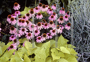 Picture of Echinacea purpurea 'Kim's Knee High'