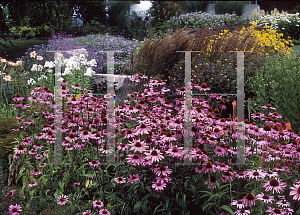 Picture of Echinacea purpurea 'Magnus'