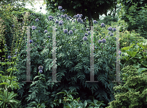 Picture of Echinops ritro 