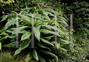 Picture of Echium pininana 