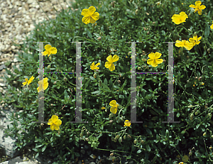 Picture of Helianthemum nummularium 'Roxborough Gold'