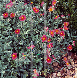 Picture of Helianthemum nummularium 'Ben Adler'