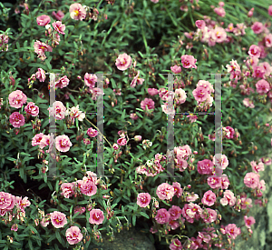 Picture of Helianthemum nummularium 'Annabel'