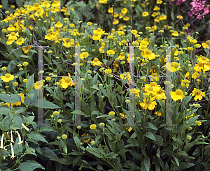 Picture of Helenium autumnale 'Pumilum Magnificum'