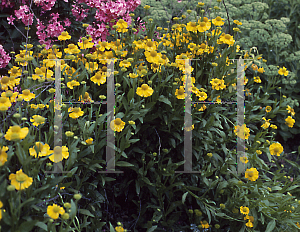 Picture of Helenium autumnale 'Pumilum Magnificum'