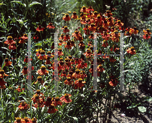 Picture of Helenium  'Moerheim Beauty'