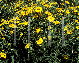 Picture of Helenium autumnale 'Helena'