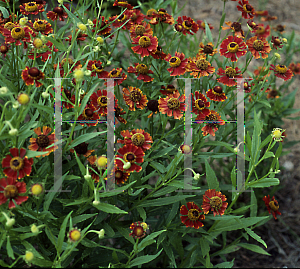 Picture of Helenium  'Coppelia'