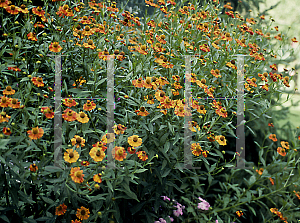 Picture of Helenium  'Coppelia'