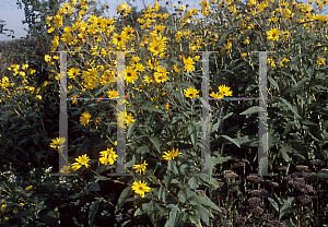 Picture of Helenium autumnale 'Bravo'