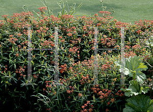 Picture of Euphorbia griffithii 'Fireglow'