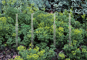 Picture of Euphorbia cyparissias 