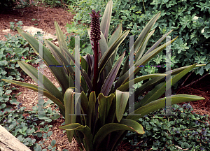 Picture of Eucomis comosa 'Sparkling Burgundy'