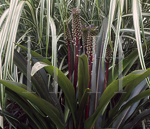 Picture of Eucomis comosa 'Sparkling Burgundy'