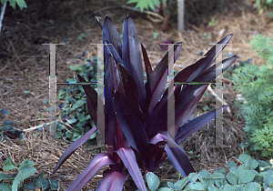 Picture of Eucomis comosa 'Sparkling Burgundy'