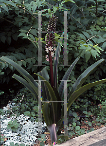 Picture of Eucomis comosa 'Sparkling Burgundy'