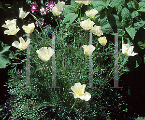 Picture of Eschscholzia californica 'Alba'