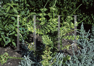 Picture of Eryngium maritimum 'Variegatum'