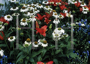 Picture of Echinacea purpurea 'White Swan'