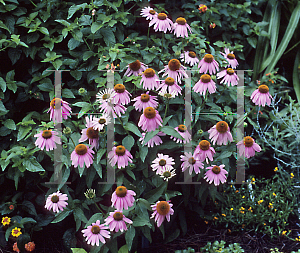 Picture of Echinacea purpurea 'Kim's Knee High'