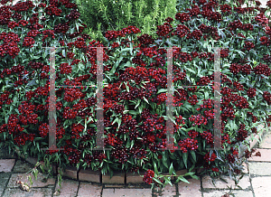 Picture of Dianthus barbatus 'Sooty'