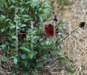 Picture of Cosmos atrosanguineus 