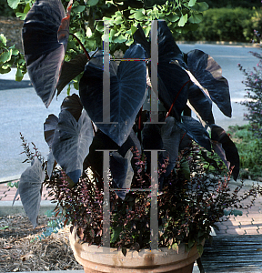 Picture of Colocasia esculenta 'Jet Black Wonder'