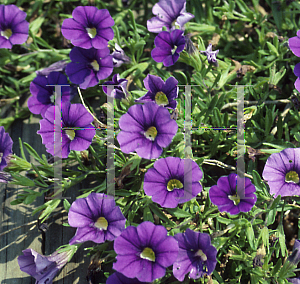 Picture of Calibrachoa  'Lirica Showers Blue'