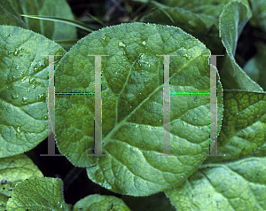 Picture of Bergenia ciliata 