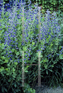 Picture of Baptisia australis 