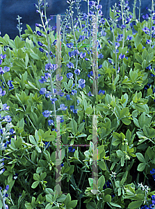 Picture of Baptisia australis 