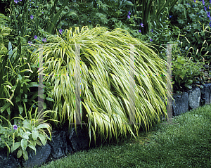 Picture of Hakonechloa macra 'Aureola'