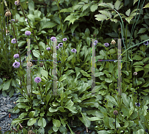 Picture of Globularia punctata 