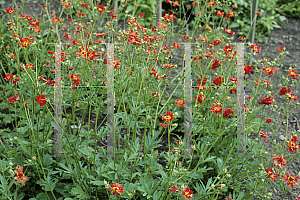 Picture of Geum chiloense 'Mrs. Bradshaw'