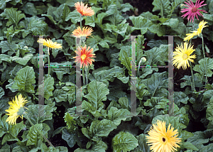 Picture of Gerbera jamesonii 'Wolfpack Country'