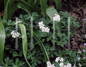 Picture of Geranium sylvaticum 'Album'